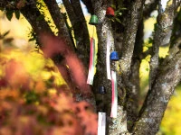 Windspiel, Furin Hamon Orange Windspiel, Furin Hamon Orange -Geschäft Für Heimgeschirr windspiel furin hamon orange7